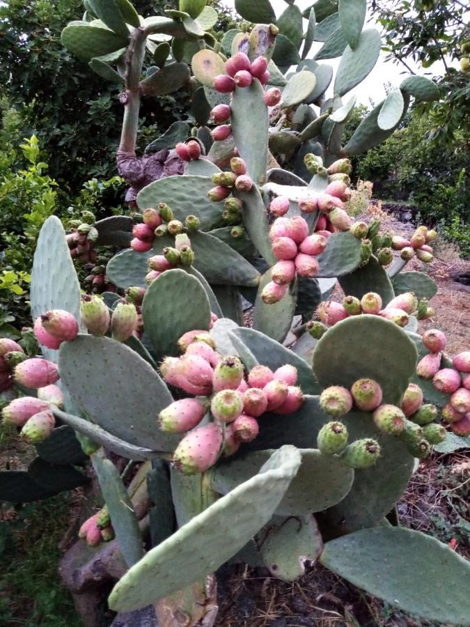 فيلا Il Limoneto Di Leo ماسكالي المظهر الخارجي الصورة