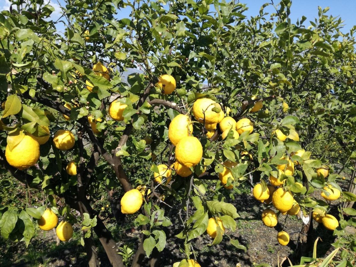 فيلا Il Limoneto Di Leo ماسكالي المظهر الخارجي الصورة